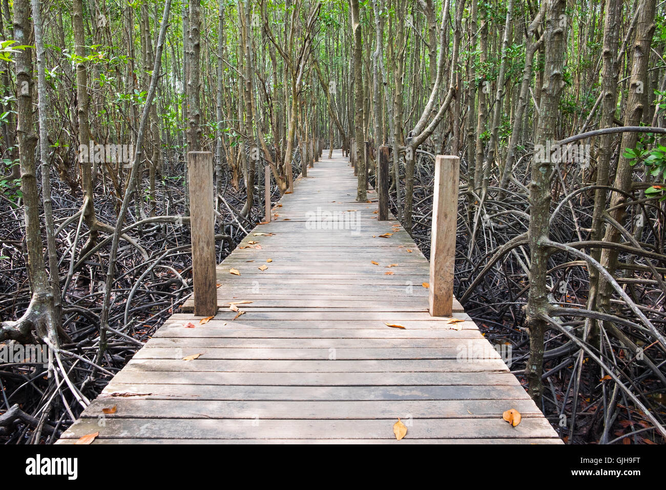 Holzsteg Brücke im Mangrovenwald am Prasae, Rayong, Thailand. Diese Attraktion namens "Tung Zinke Thong". Stockfoto