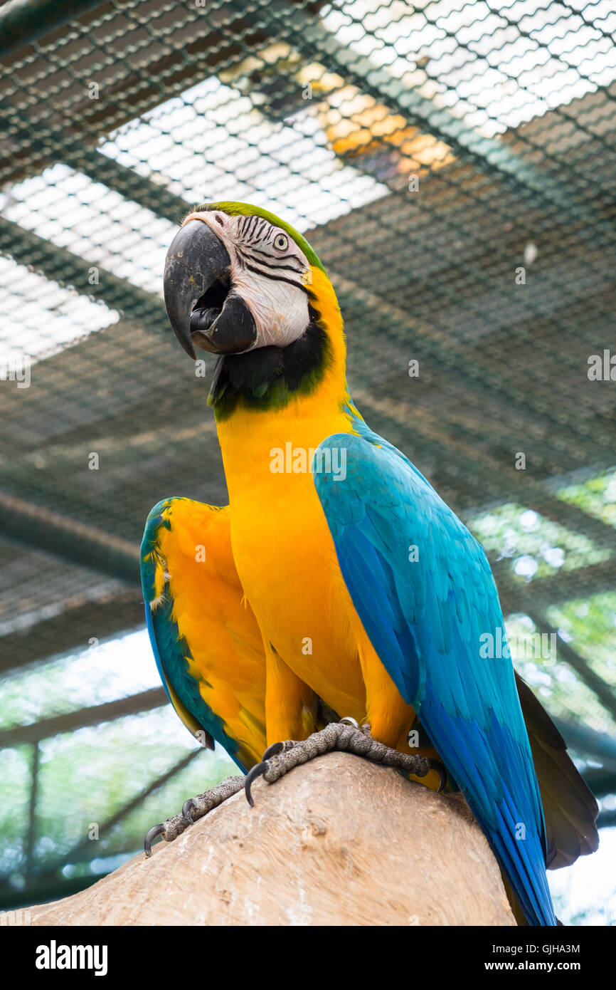 Unteransicht des blau-gelbe Ara oder Ara Ararauna. Stockfoto