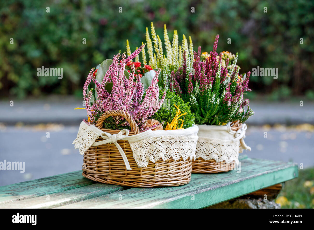 Calluna, Hebe und Kalanchoe in dekorativer Blumentopf Stockfoto