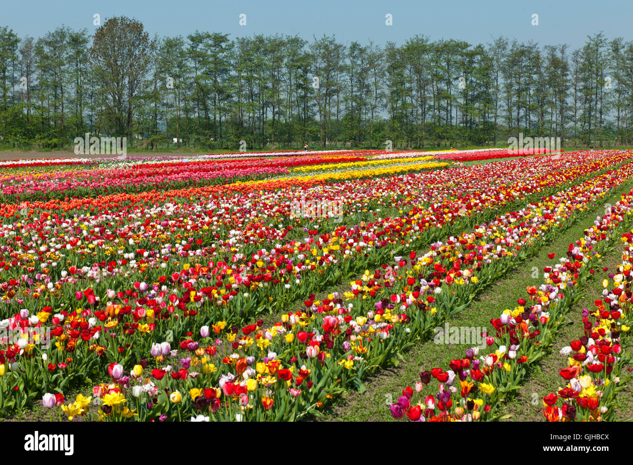 Deutschland, Nordrhein-Westfalen, Rhein-Erft-Kreis, Hürth-Stotzheim, Tulpen Tulpenfeld, zum Selberpflücken. Stockfoto