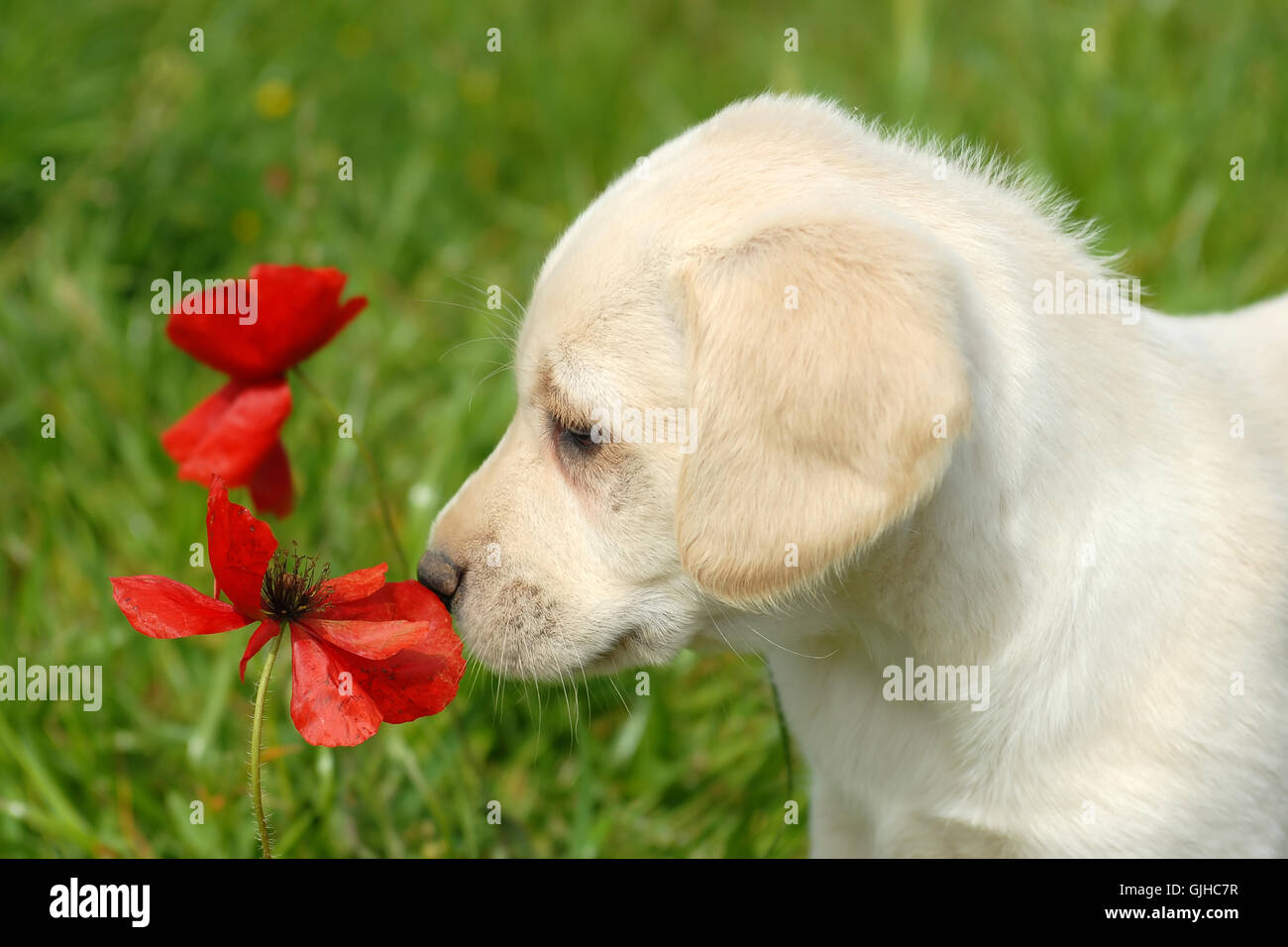 Blume Pflanze Feld Stockfoto