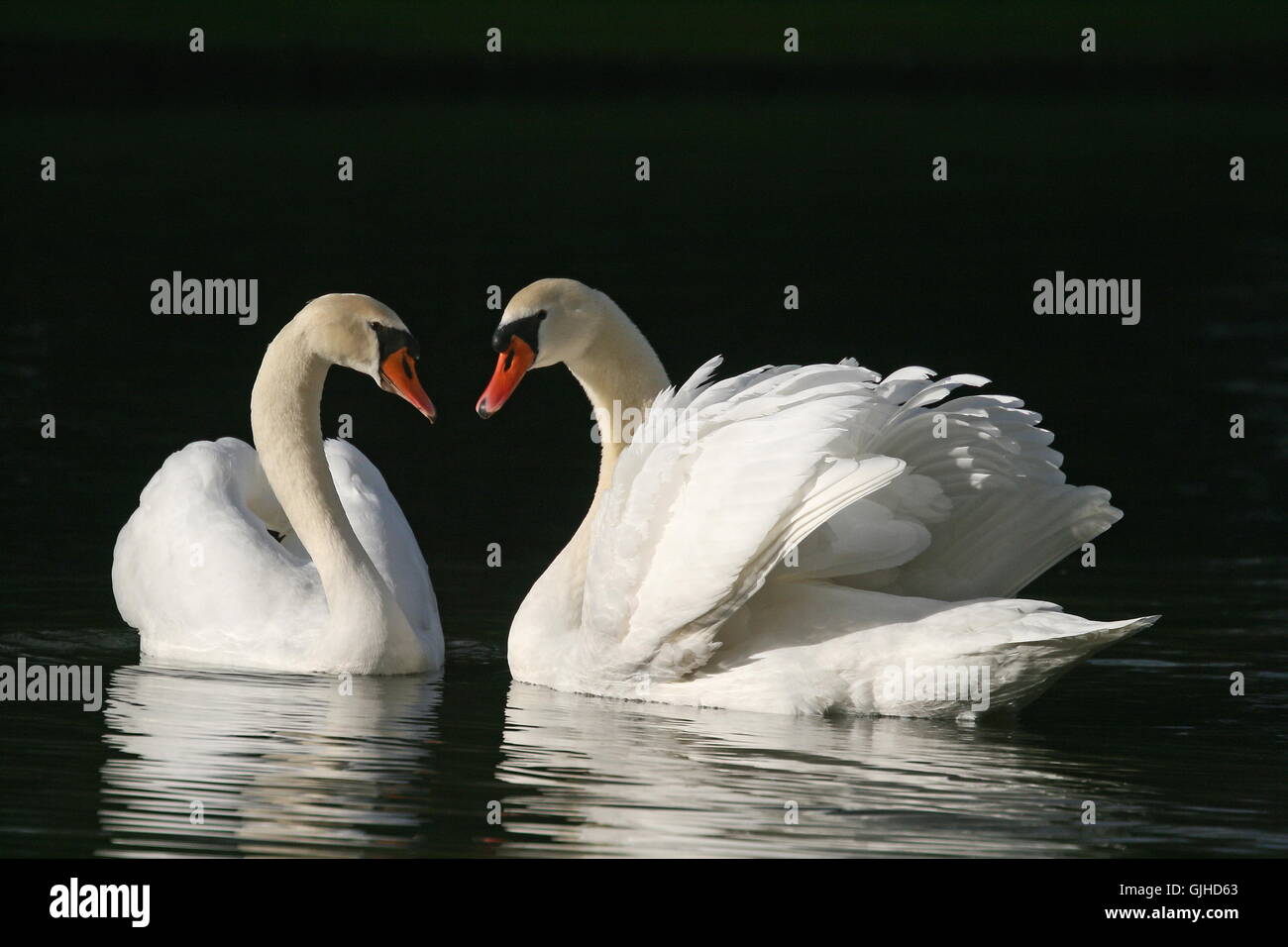 Vogel Schwäne Schwan Stockfoto