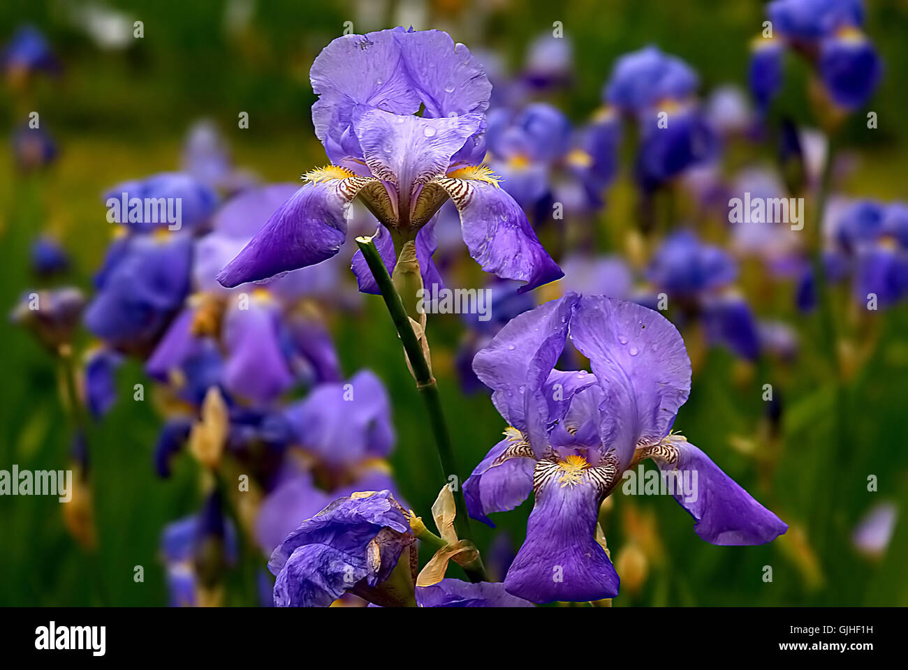 Pflanze Blüte Blüte Stockfoto