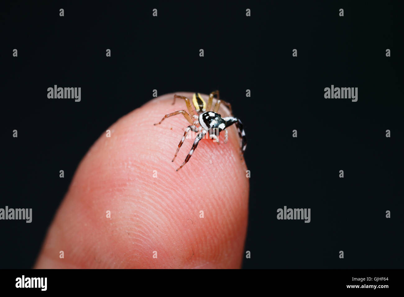 Nahaufnahme von Miniatur-Spinne auf Fingertip, Thailand Stockfoto