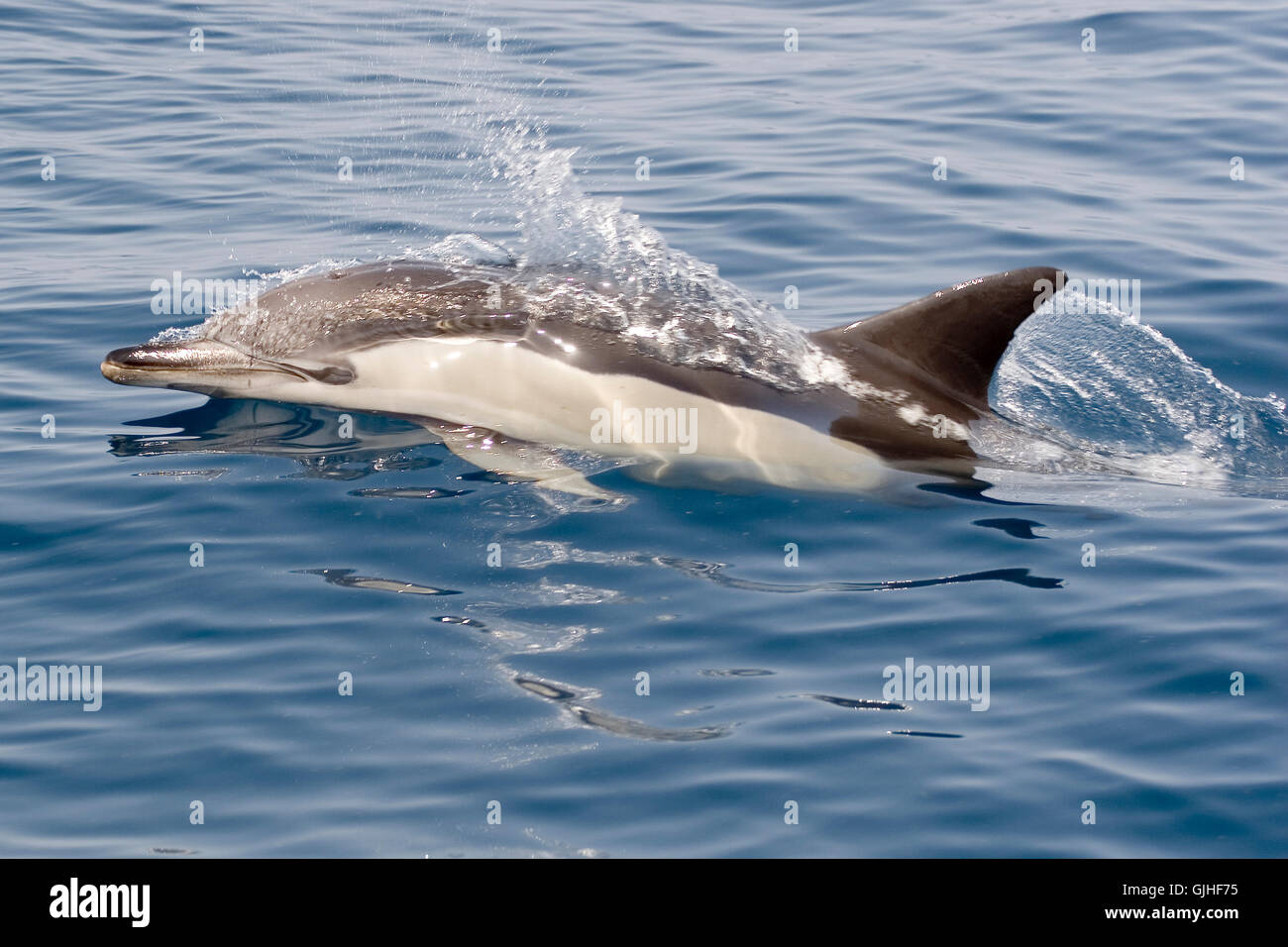 Säugetier Fisch Delfin Stockfoto