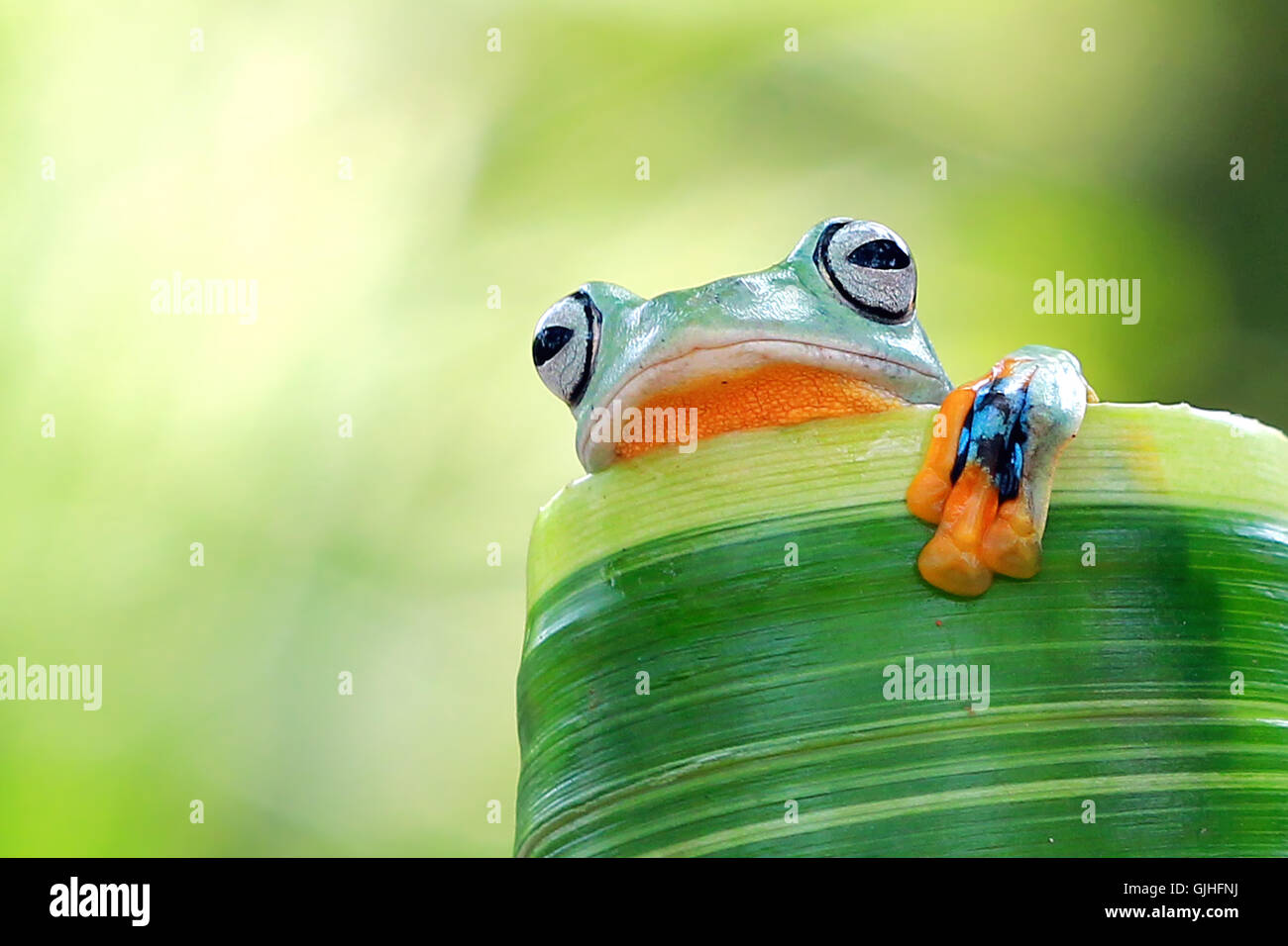 Laubfrosch sitzt auf Blatt, Indonesien Stockfoto