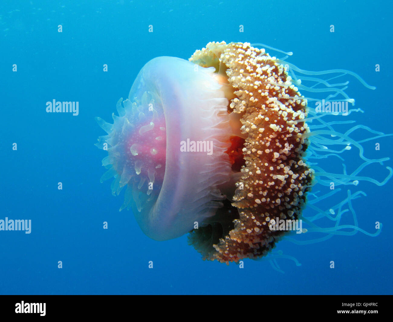 Asien Indonesien Fisch Stockfoto