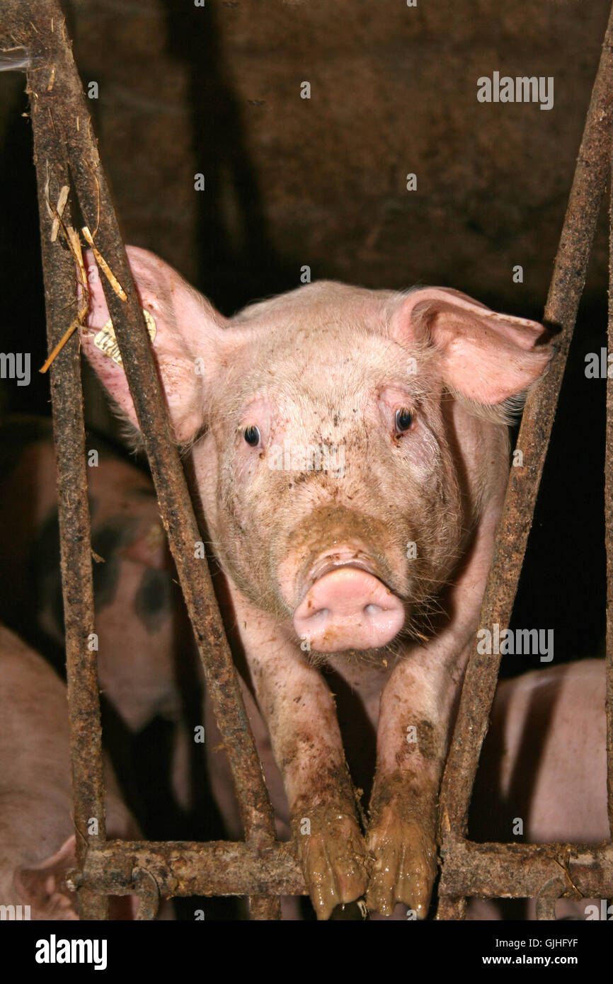 Hausschwein Stockfoto