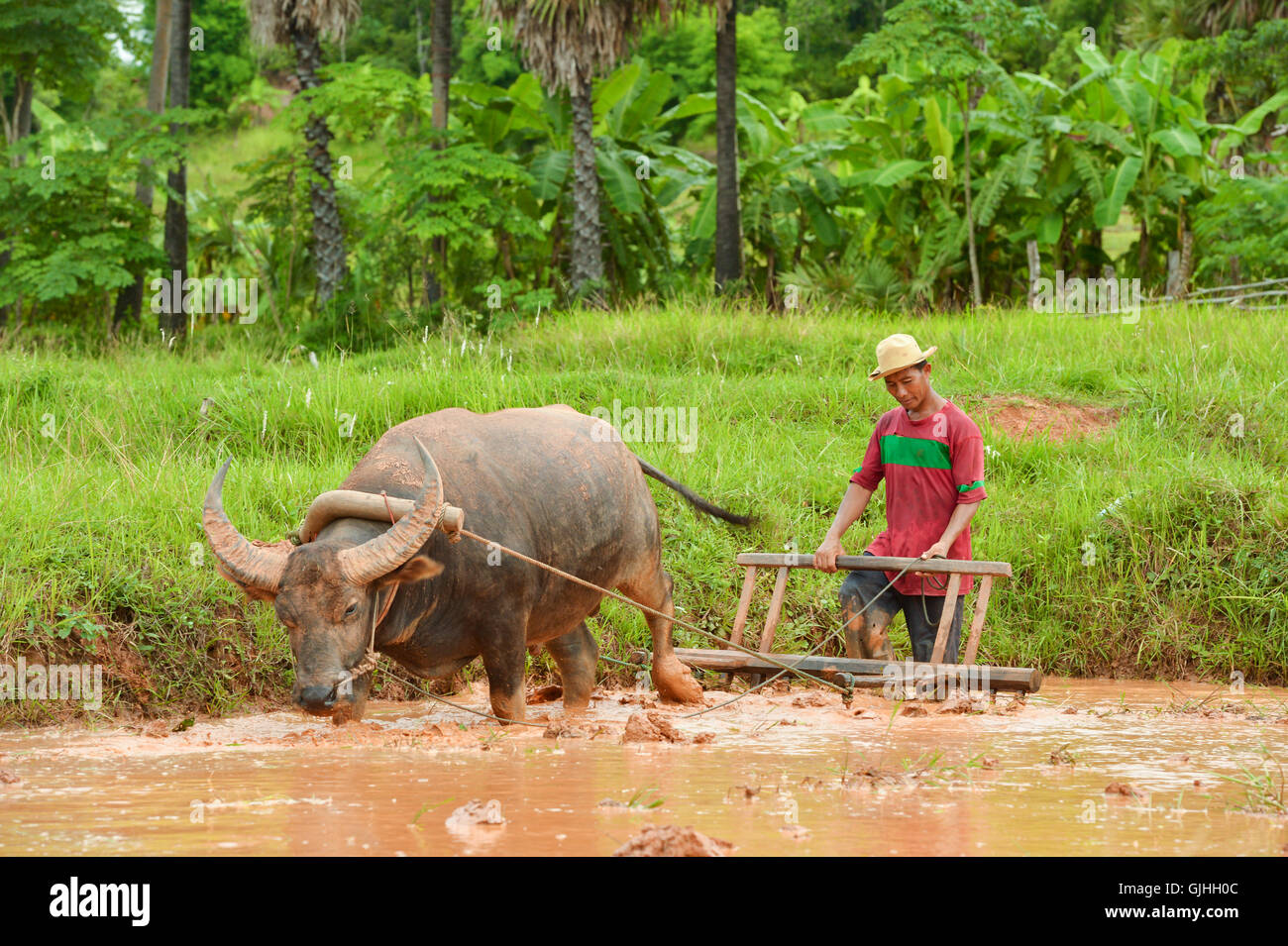 Landwirt und Büffel im Reisfeld, Thailand Stockfoto