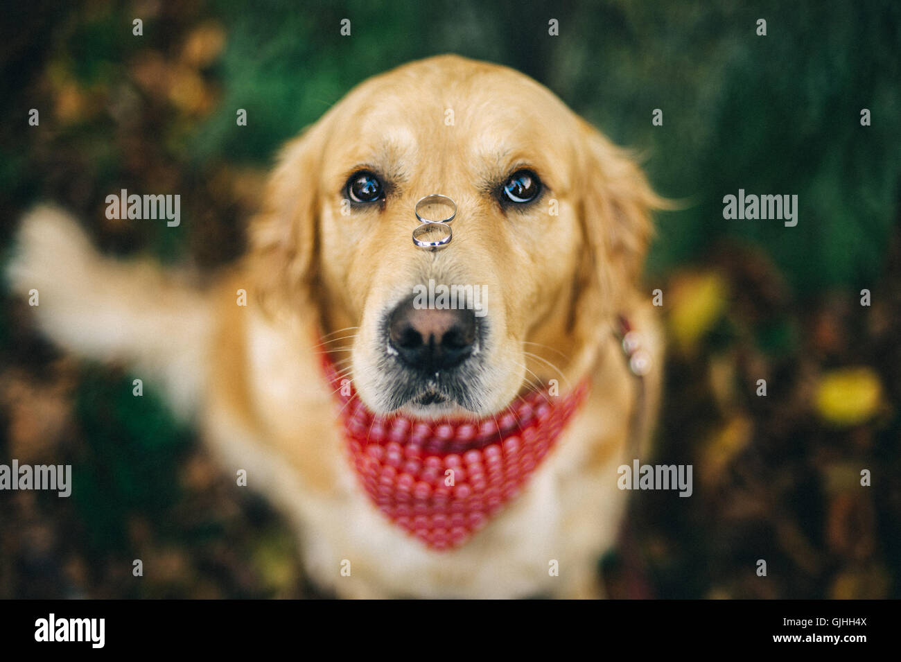 Labrador Hund mit zwei Trauringe auf der Nase Stockfoto