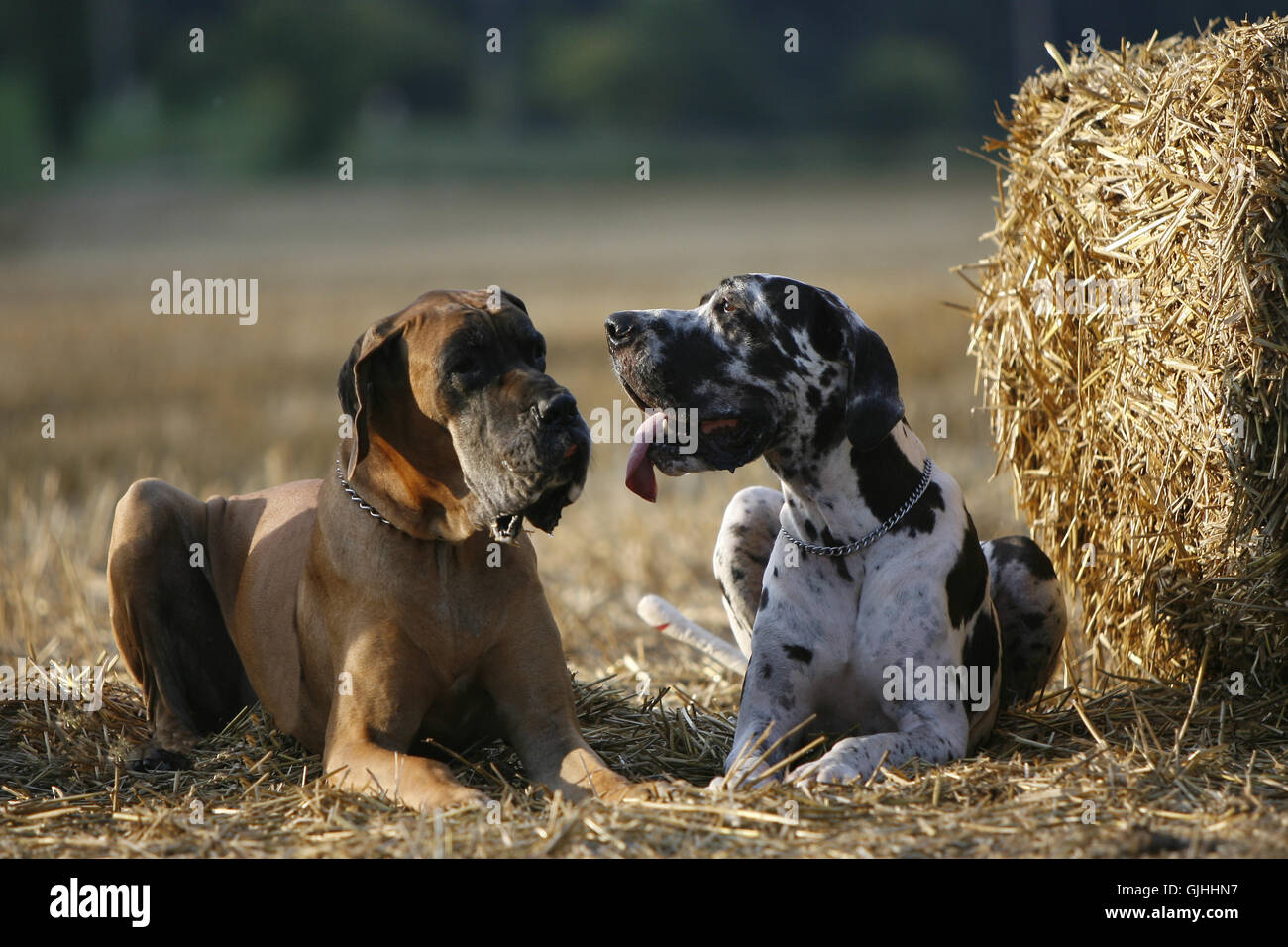 2 Deutsche Doggen Hunde Stockfoto