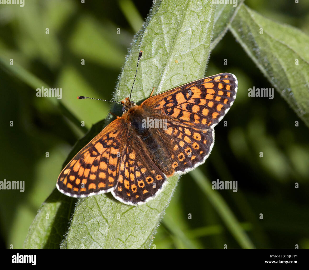 Glanville Fritillary weiblich mit Ei auf Spitzwegerich Spitzwegerich gelegt. Hutchinsons Bank Natur Reserve, neue Addington, Surrey, England. Stockfoto