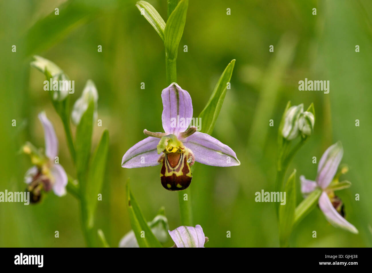 Bienen-ragwurz Blumen. Hurst Lake, West Molesey, Surrey, England. Stockfoto