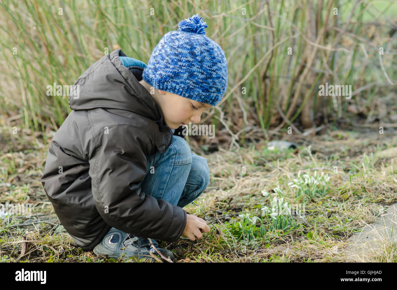 Junge geduckt aussehende Schneeglöckchen Blume Stockfoto