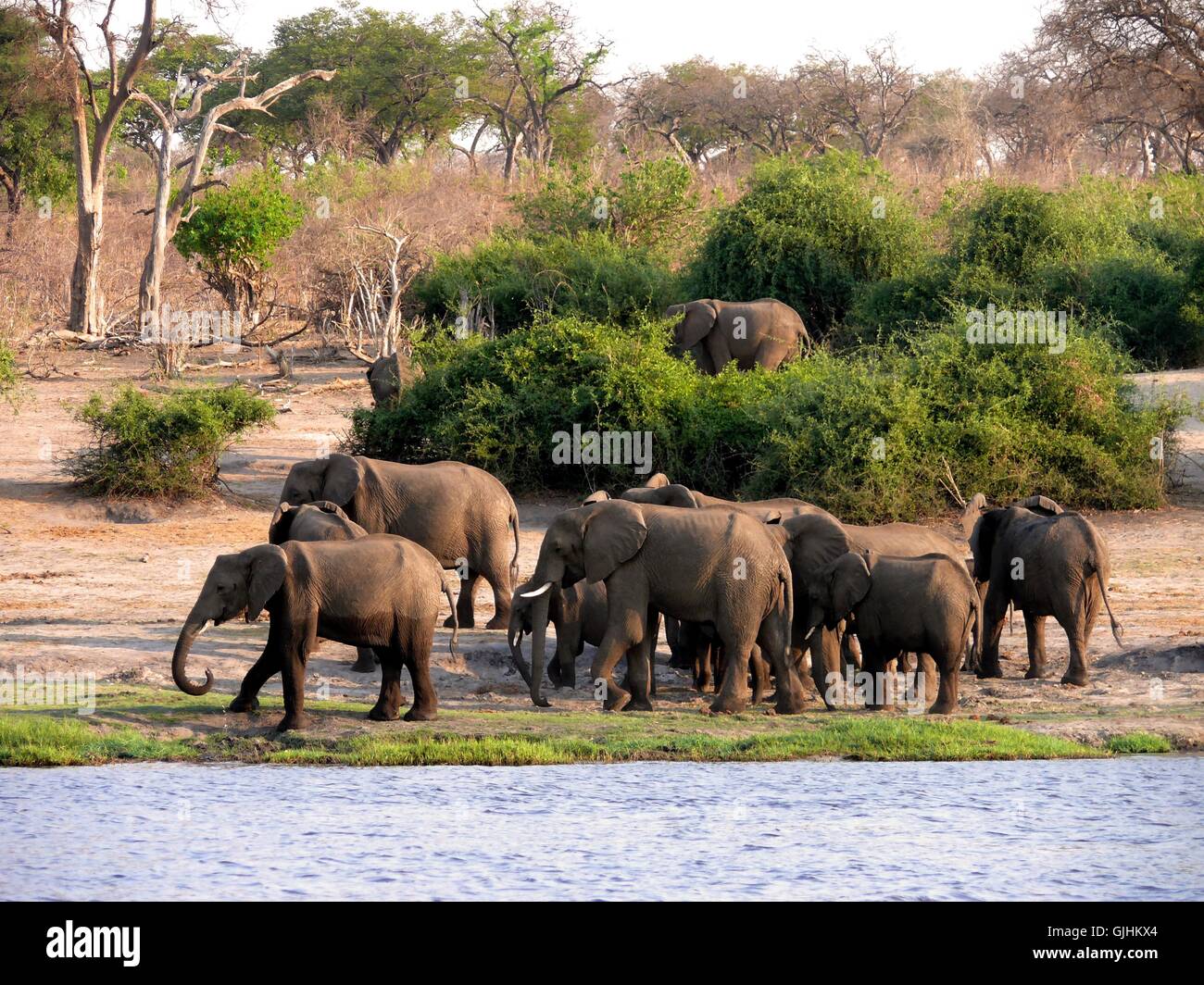wilde Elefanten Fauna Stockfoto