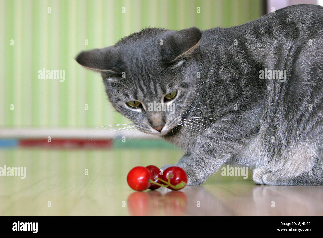 Lebensmittel-Nahrungsmittel-Gesundheit Stockfoto