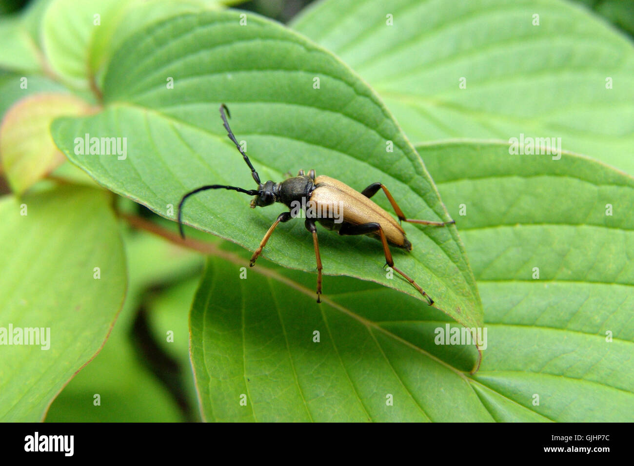 Stictoleptura Rubra, Männlich Stockfoto