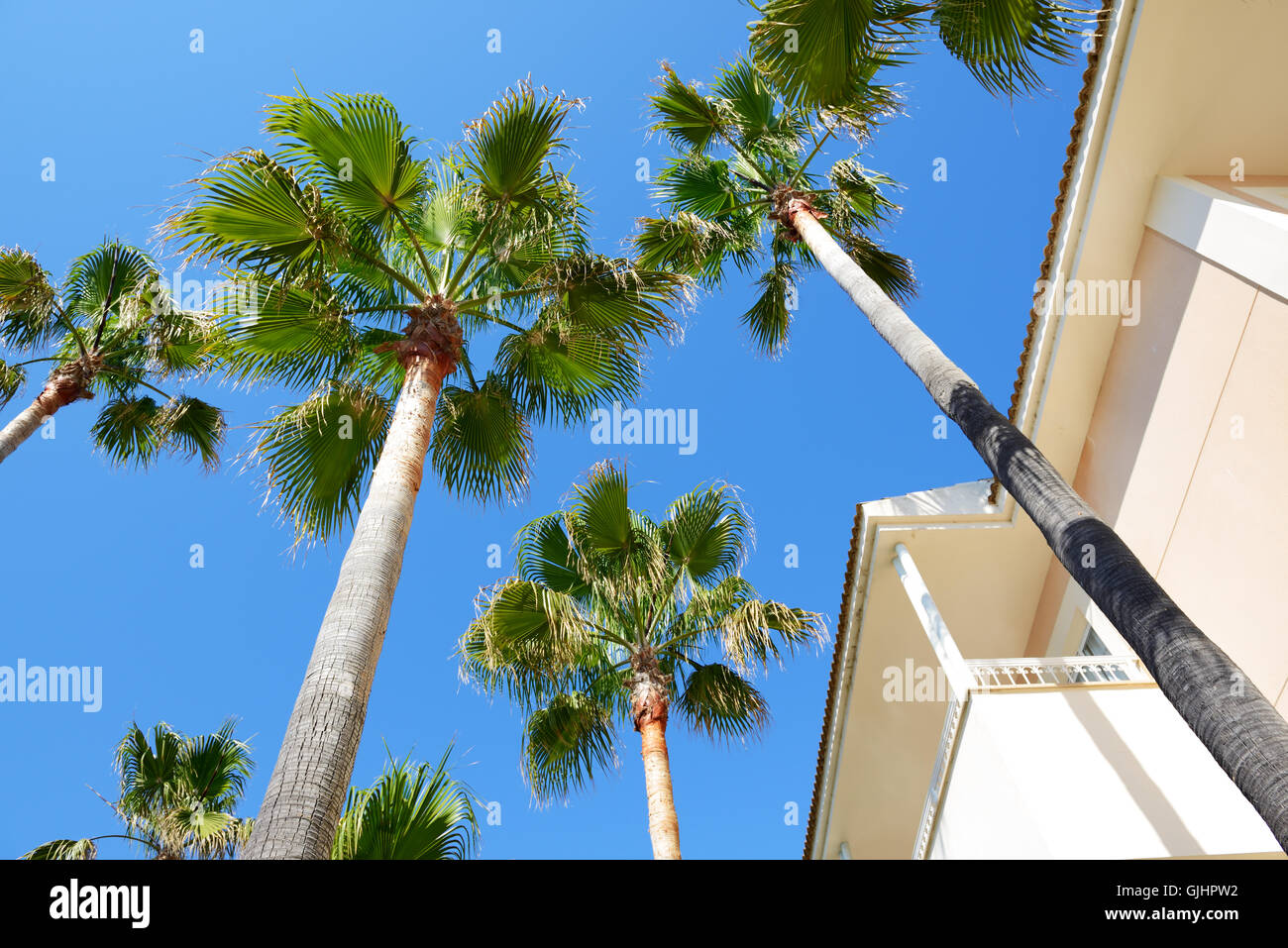 Die Palmen im Luxushotel, Mallorca, Spanien Stockfoto