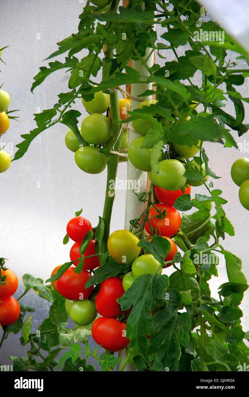 Tomatenpflanze 08 Stockfoto