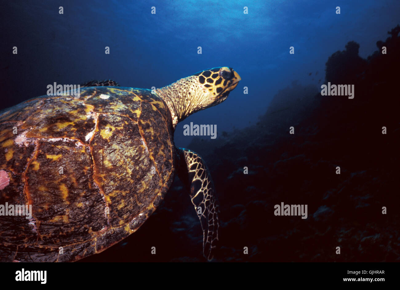 Fauna Unterwasser Malediven Stockfoto
