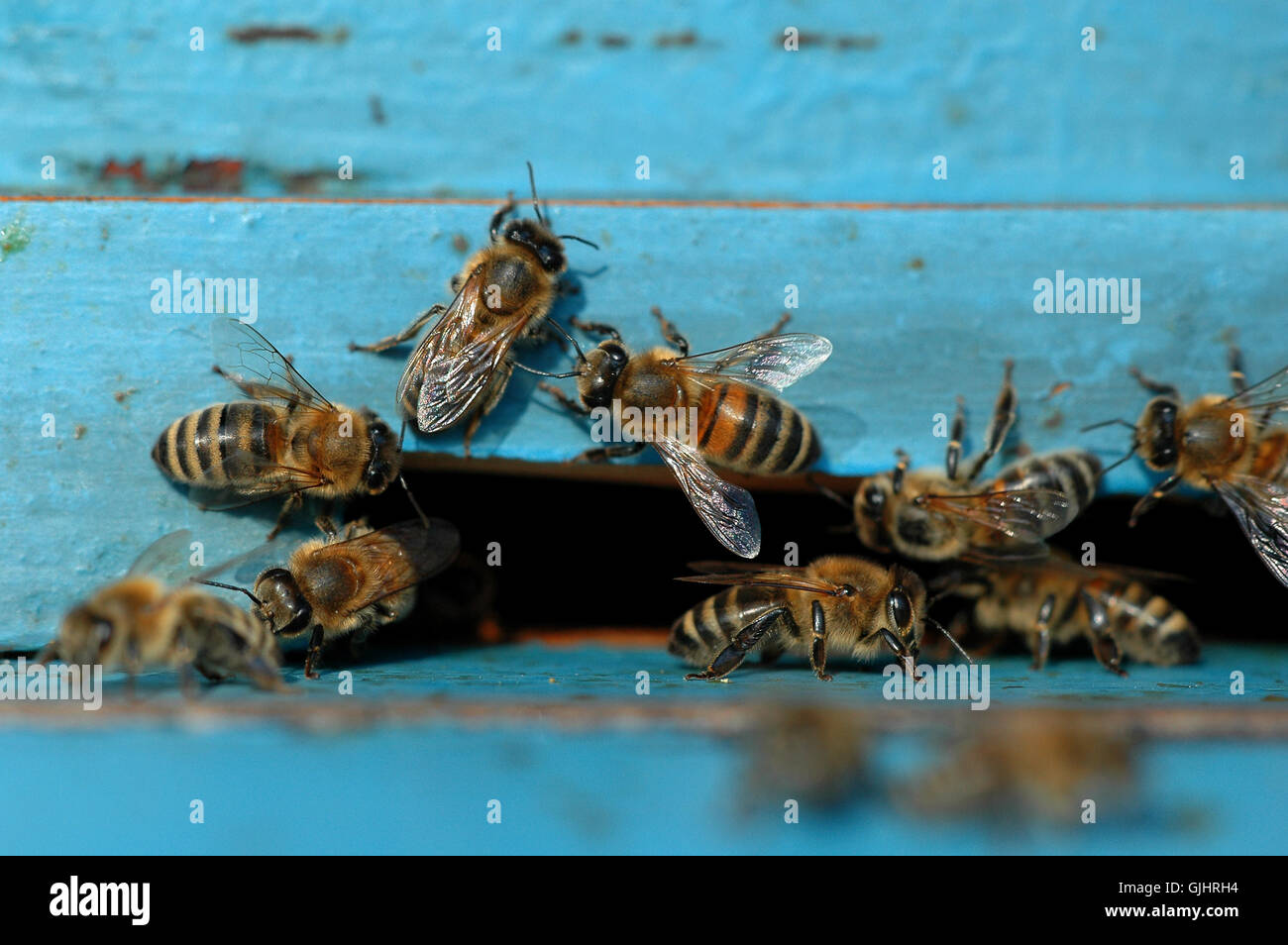 blaue Lebensmittel Nahrungsmittel Stockfoto