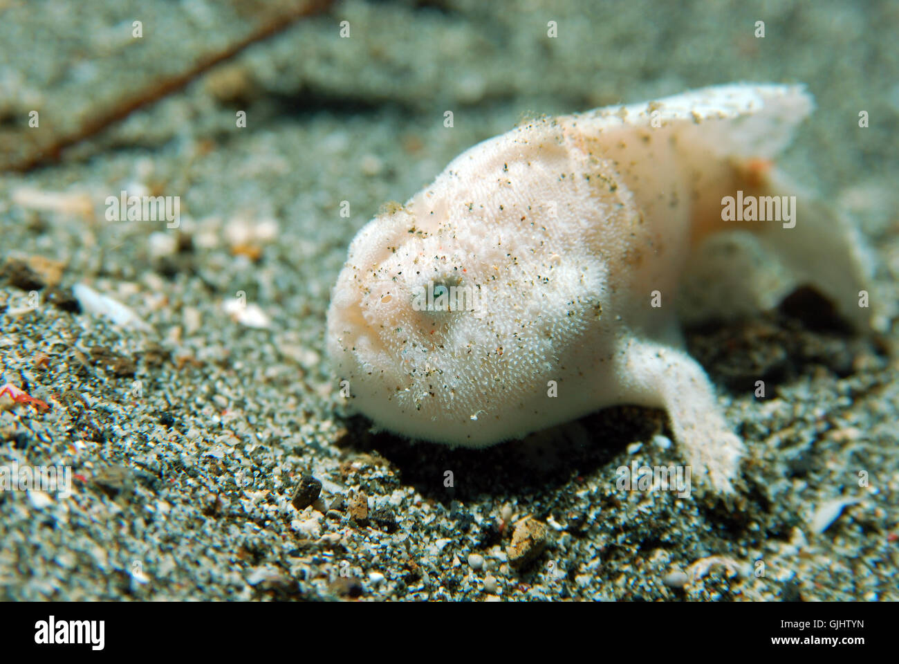 weiße Frosch Fische Stockfotografie - Alamy