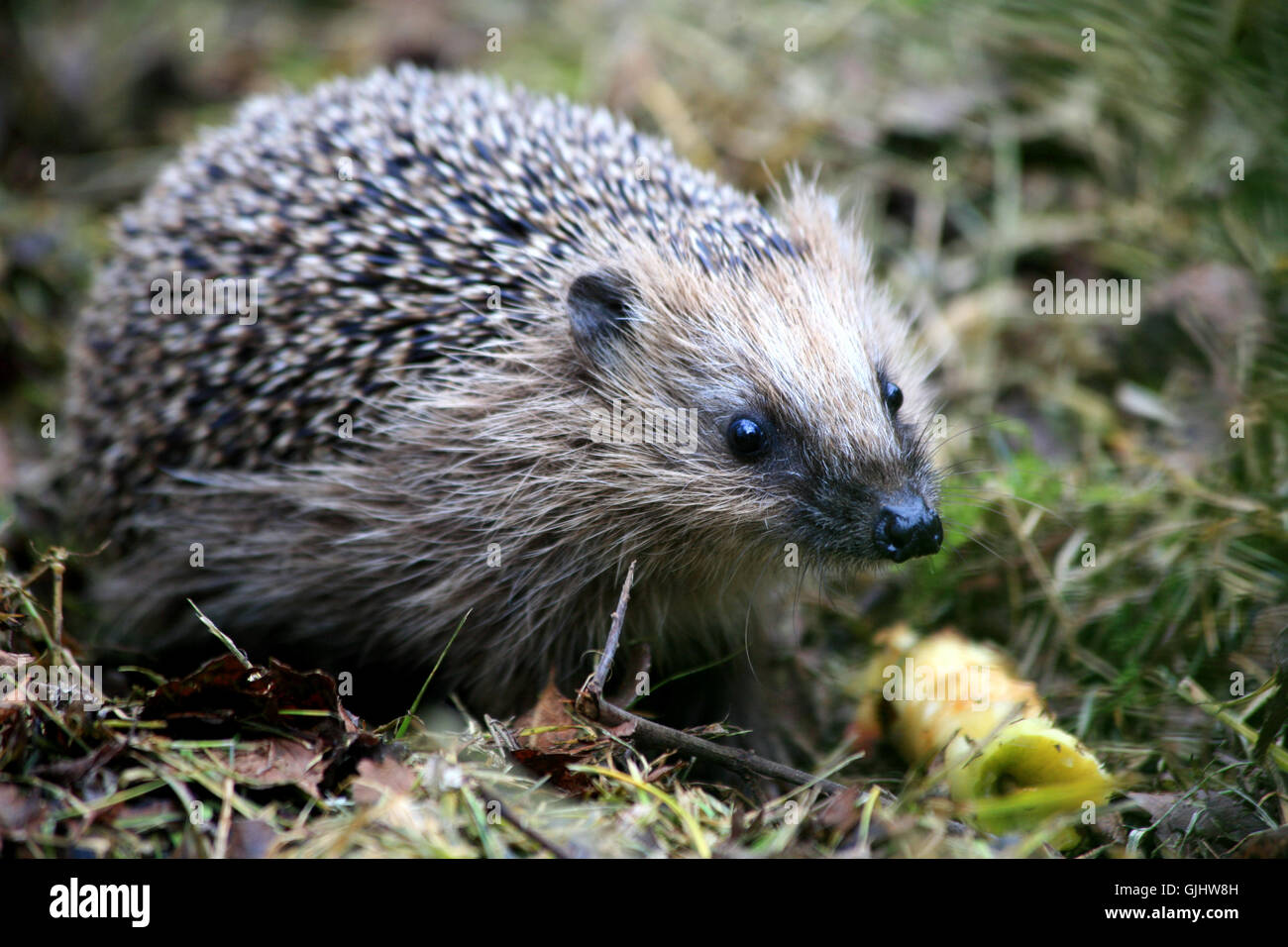 Lebensmittel Nahrungsmittel Garten Stockfoto