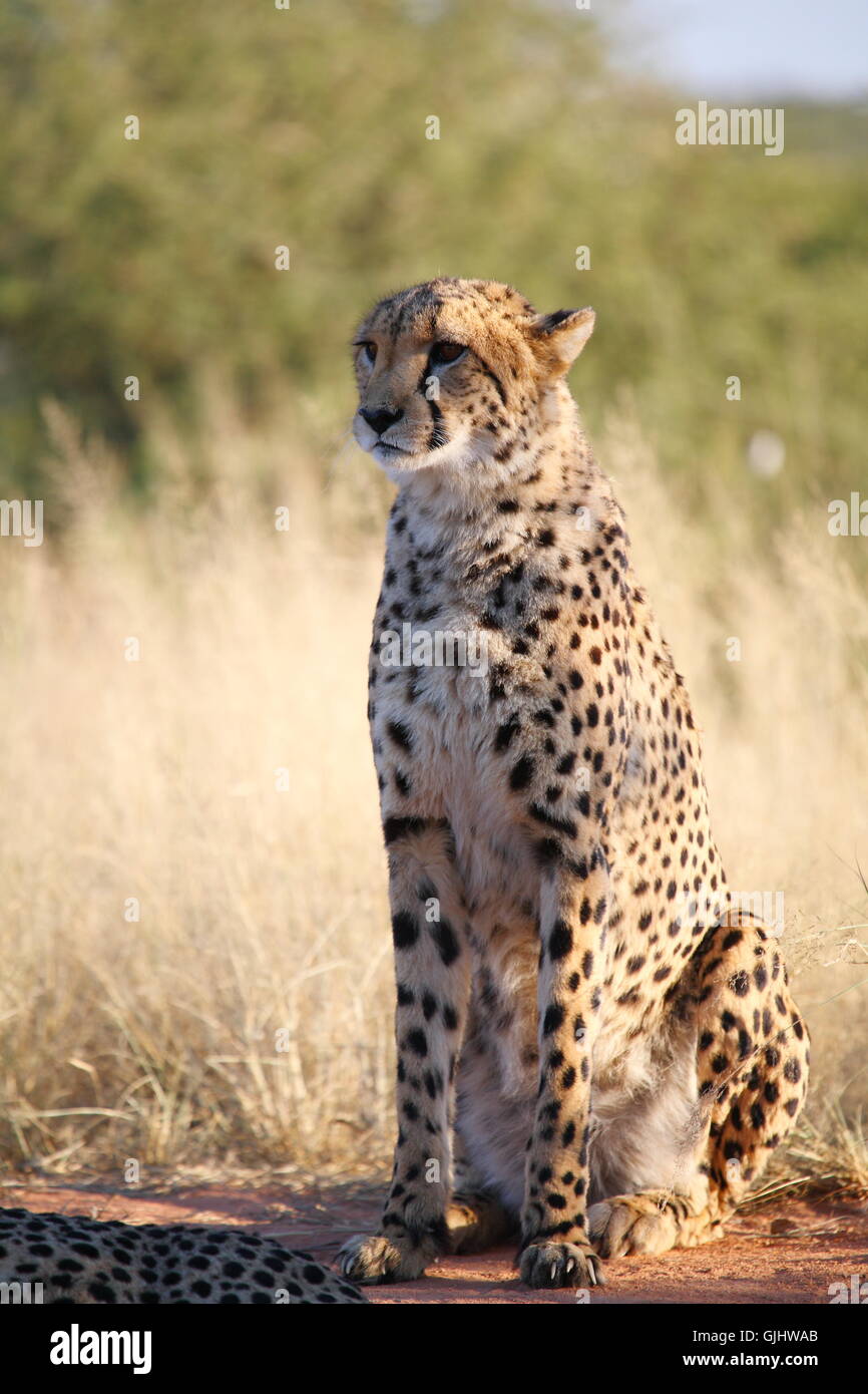 Säugetier Tierwelt Afrikas Stockfoto