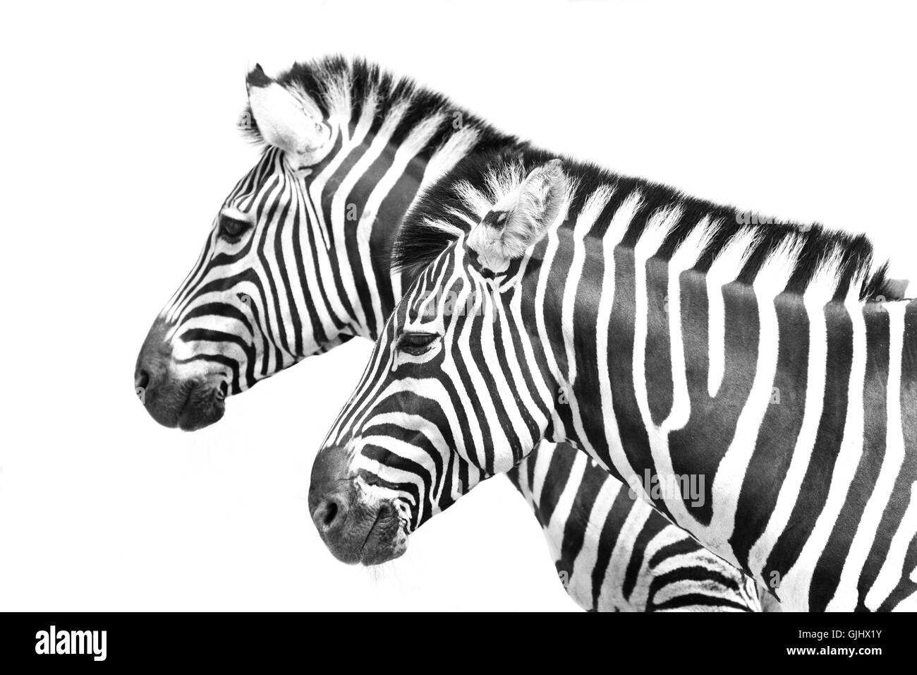 Afrika Tiere Säugetiere Stockfoto