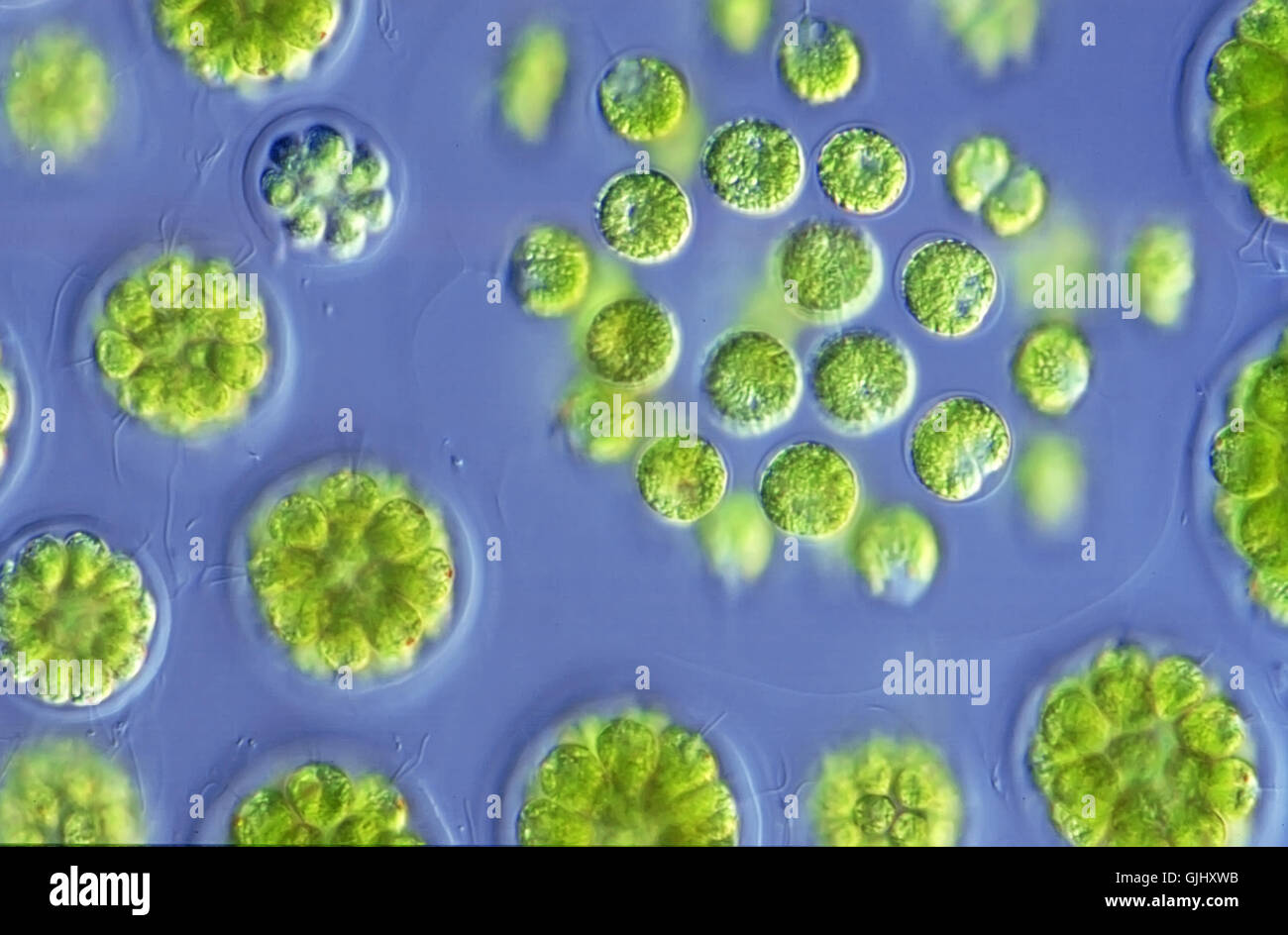 Chlorophyll Algenzellen Stockfoto