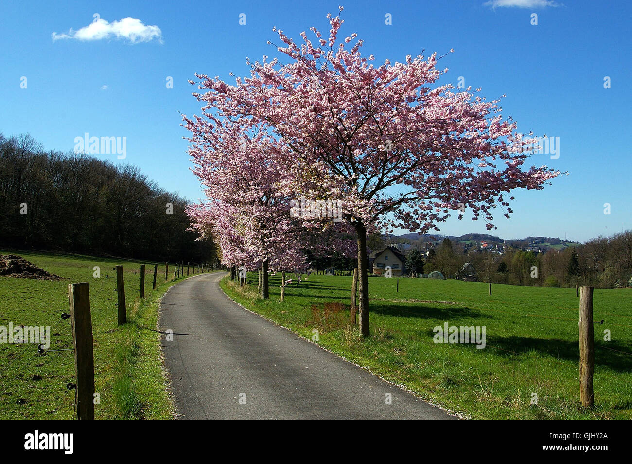 Baum-Frühlings-Kirsche Stockfoto