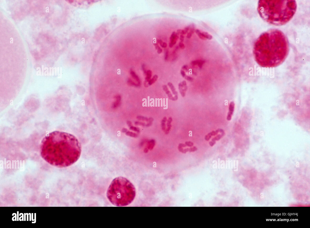 Botanik-Zellen-Mikroskop Stockfoto