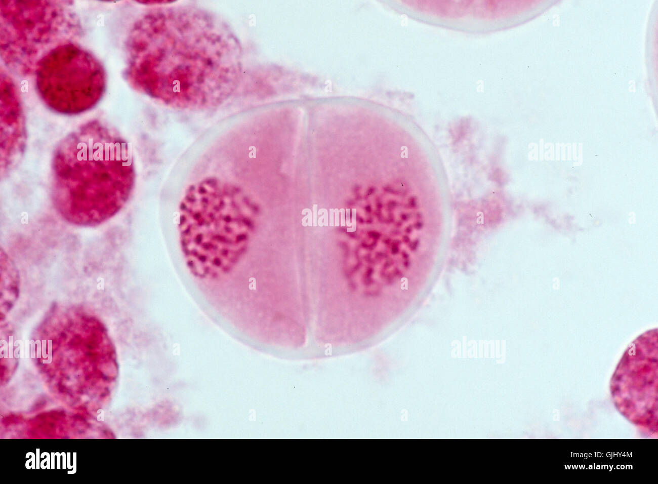 Botanik-Zellen-Mikroskop Stockfoto