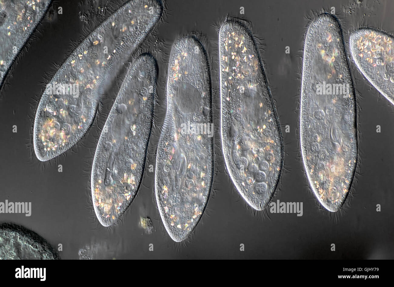 Kultur-Zellen-Mikroskop Stockfoto