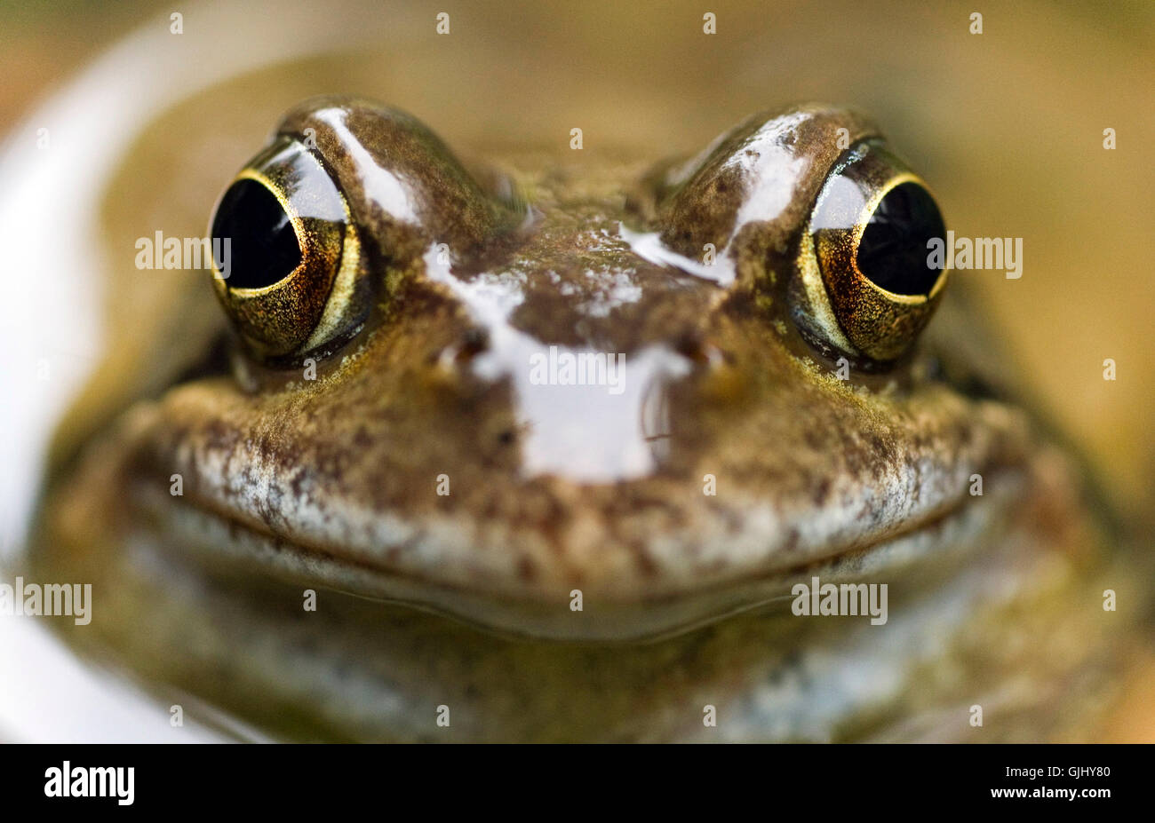 Frosch-Blickkontakt Stockfoto