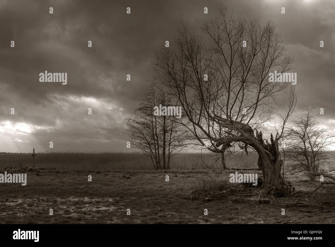 Umwelt-Umwelt-Baum Stockfoto