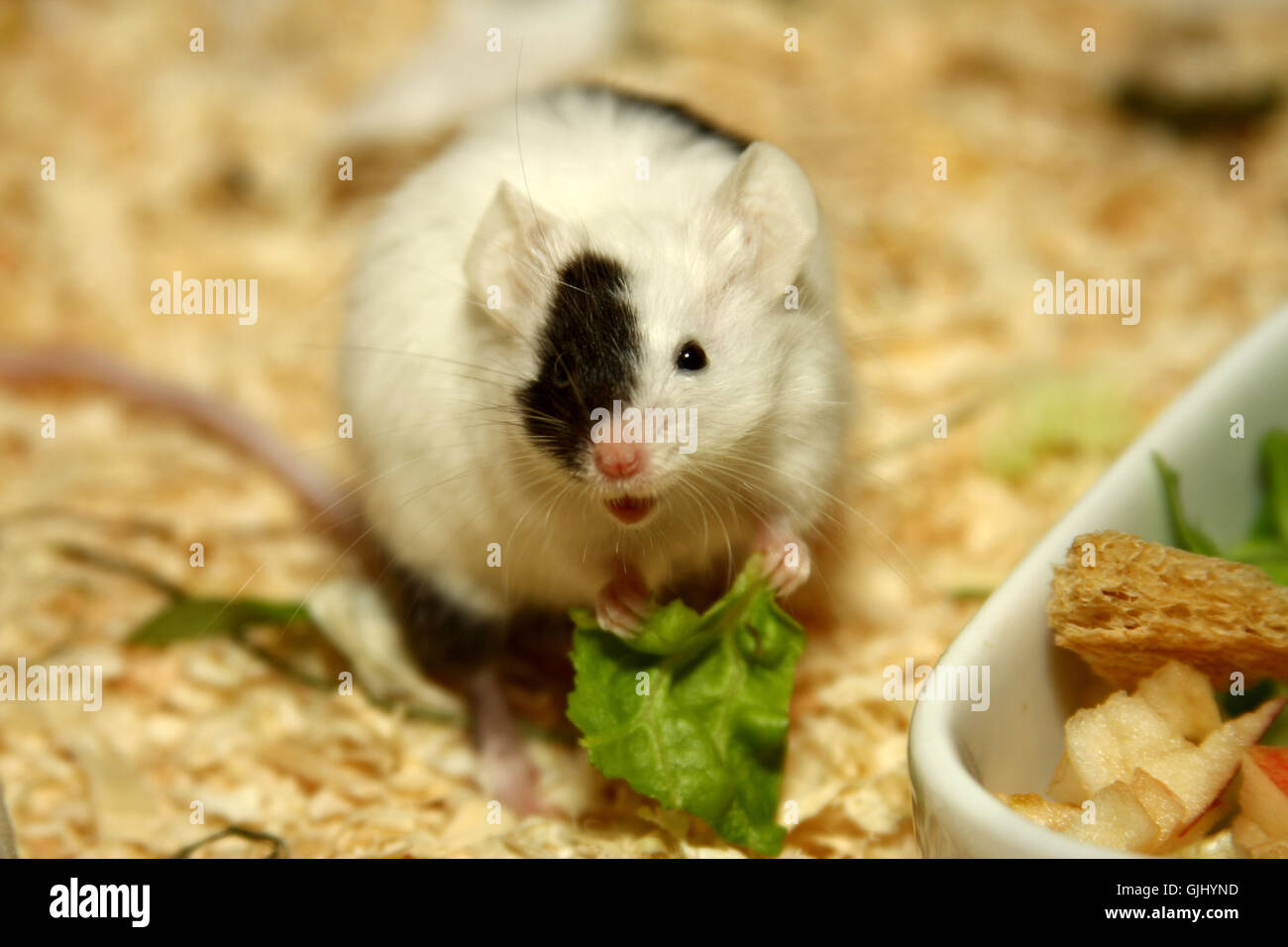 Salat Nagetier Fotos Und Bildmaterial In Hoher Auflosung Alamy