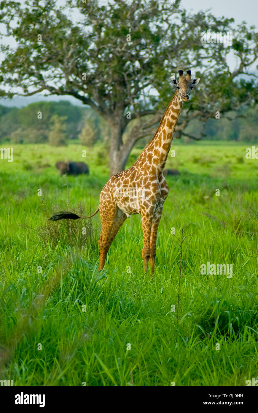 Tier wilde Afrika Stockfoto