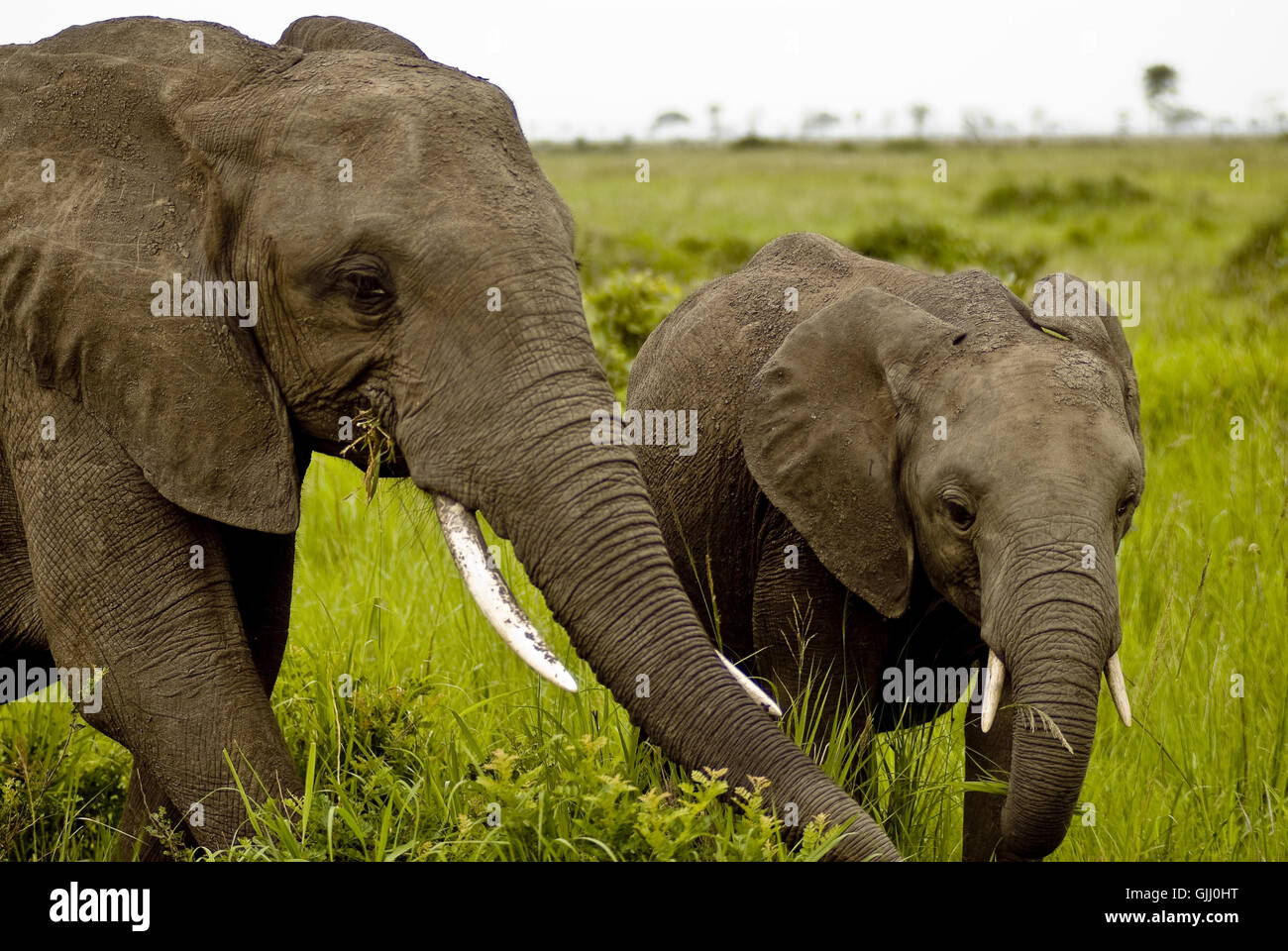 Tier wilde Afrika Stockfoto