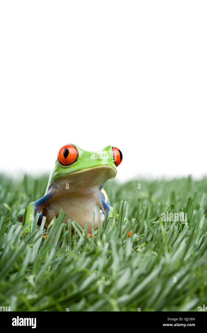 Makro Nahaufnahme Makro Aufnahme Stockfoto