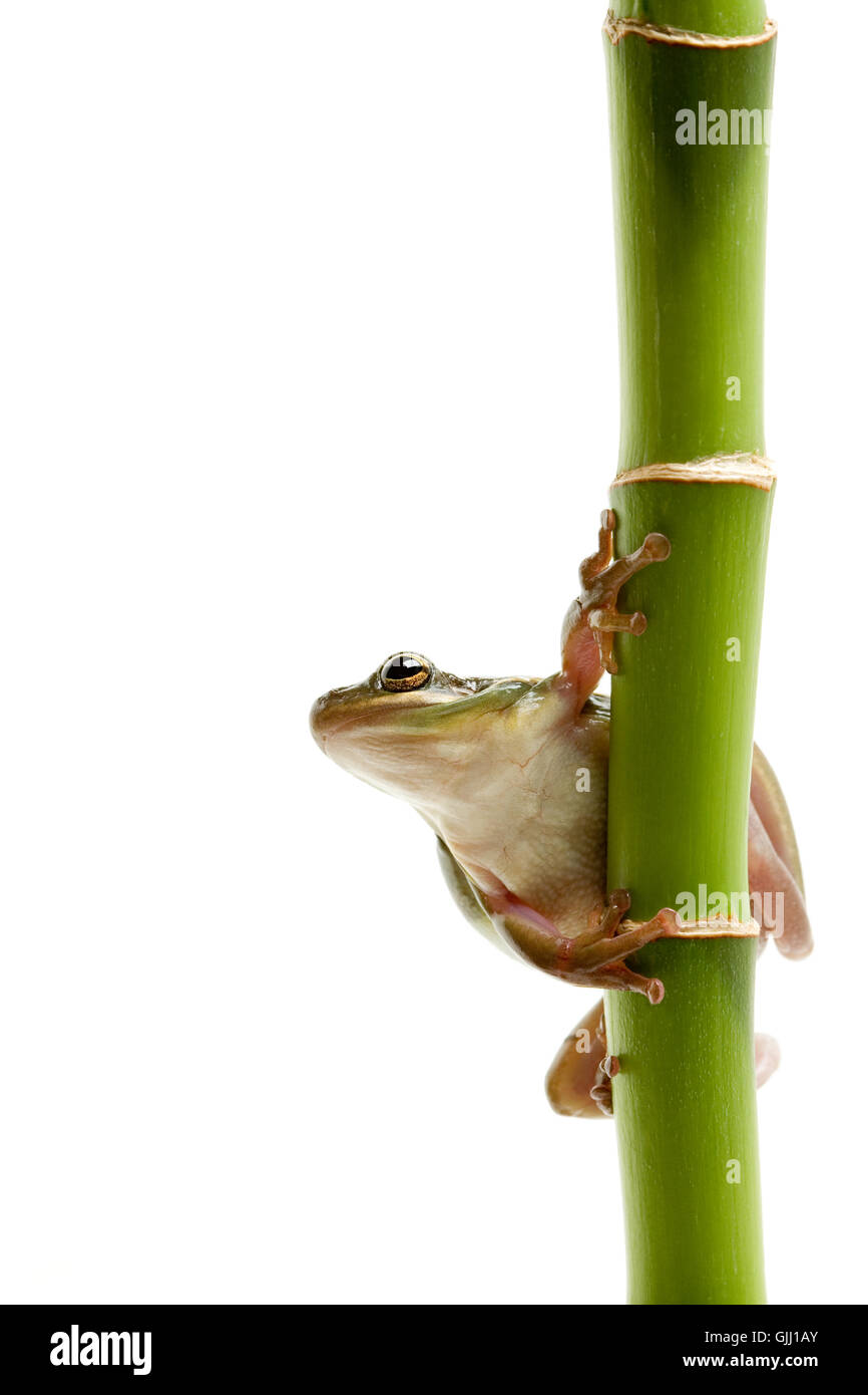 isolierte Amphibien Frosch Stockfoto