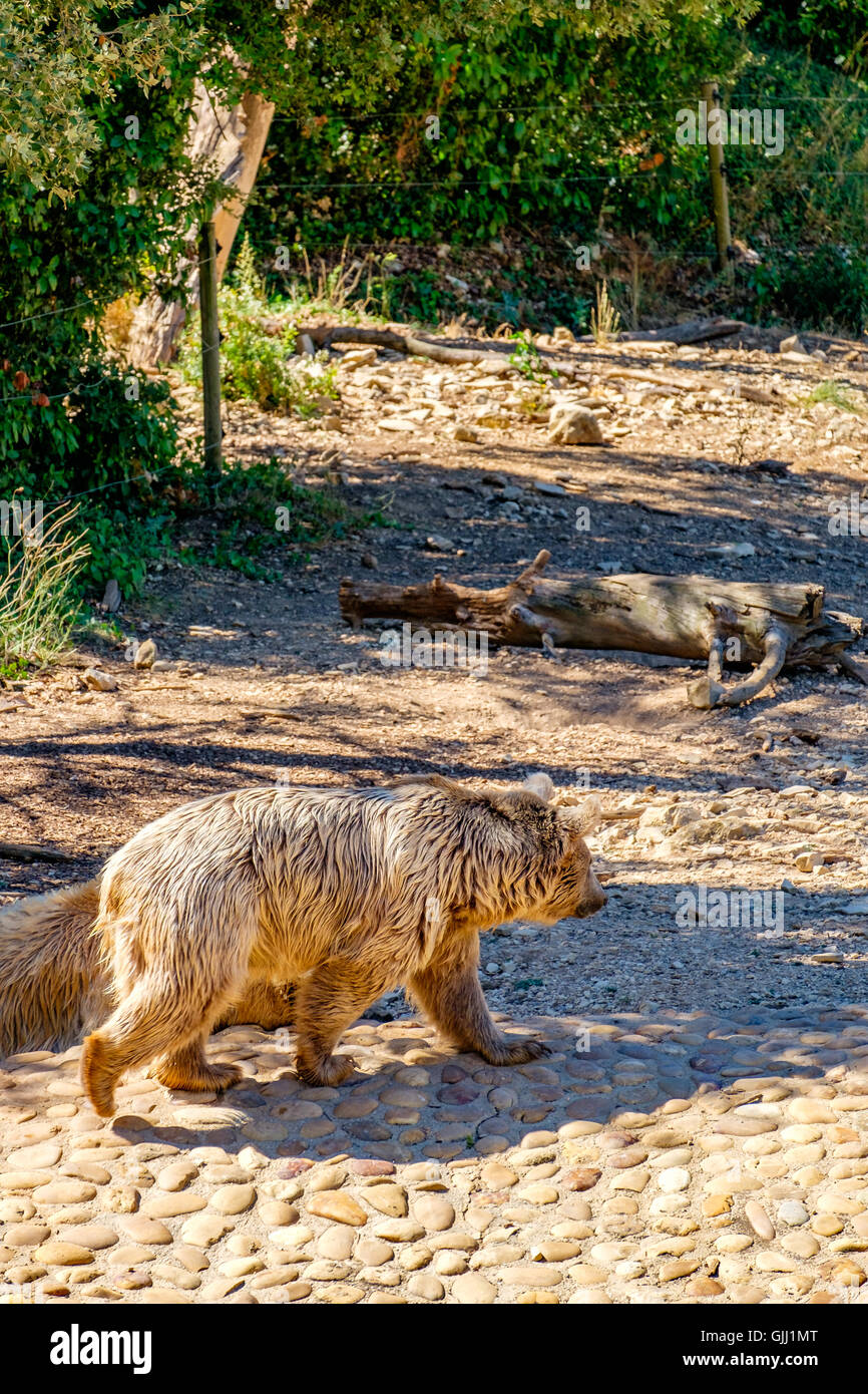 syrische Braunbär gefährdet Uicn roten status Stockfoto