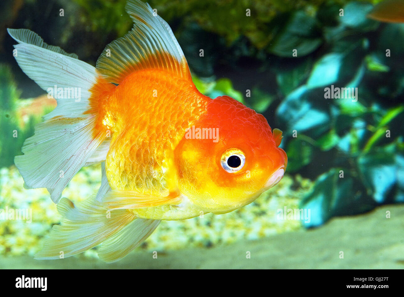 Oranda Stockfoto