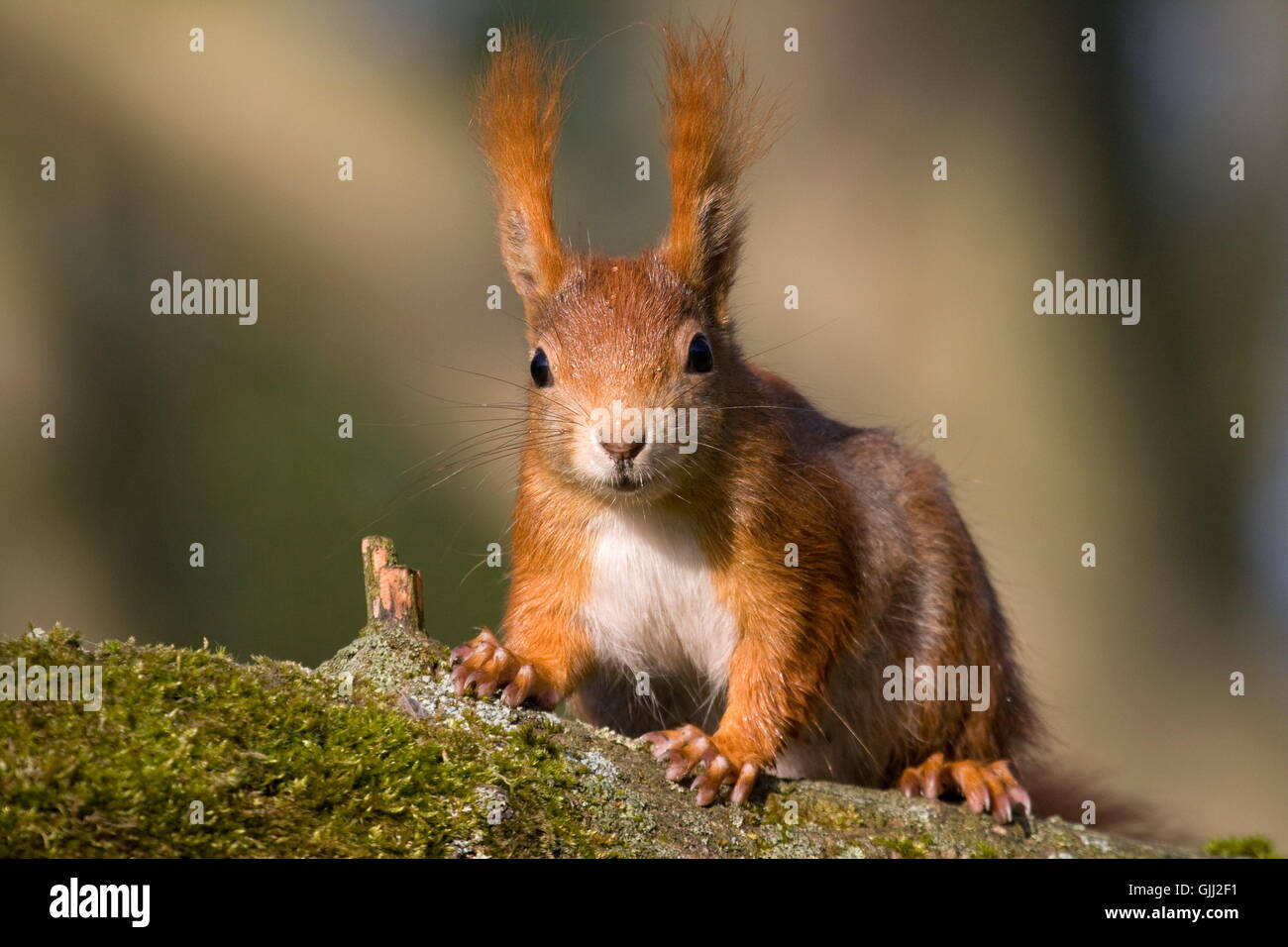 Eichhörnchen-Porträt-Auge Stockfoto