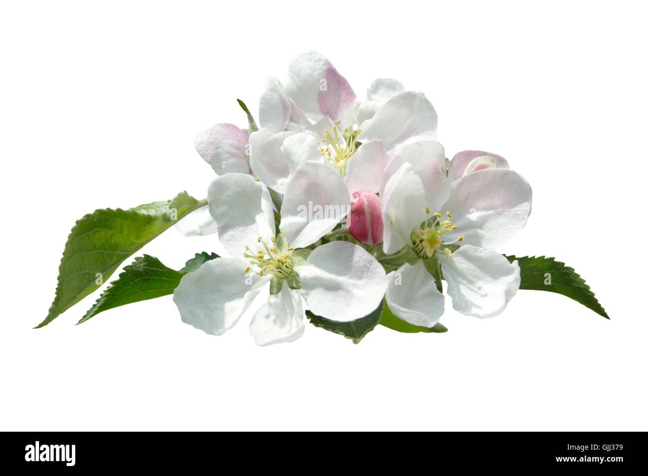 Detail Blüte Blüte Stockfoto