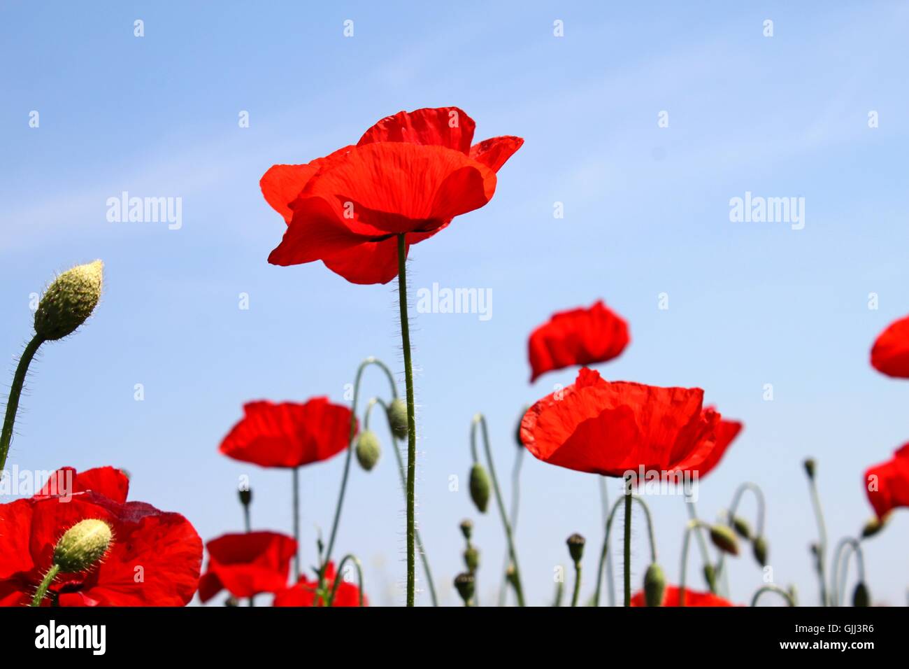 Mohn-Blumen Stockfoto