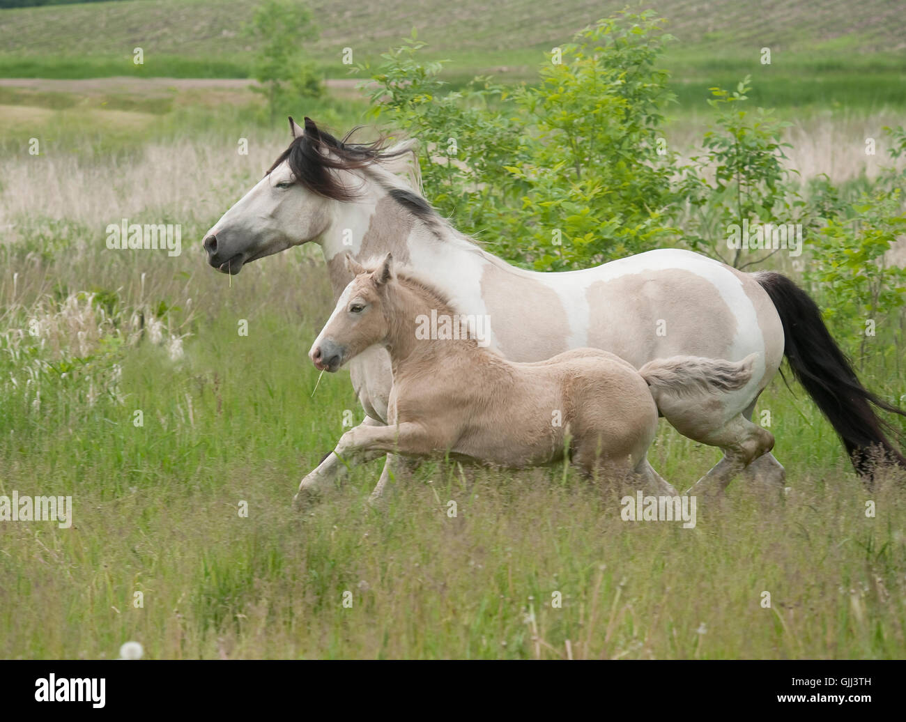 Zigeuner Pferde Stute mit Fohlen in hohe Gräser Weide. Stockfoto