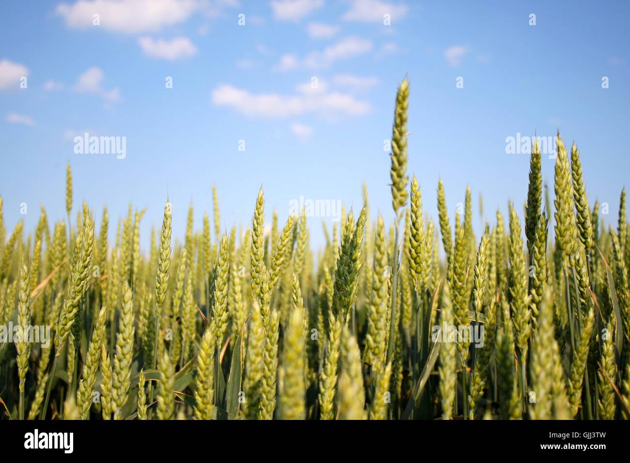 Weizen Stockfoto