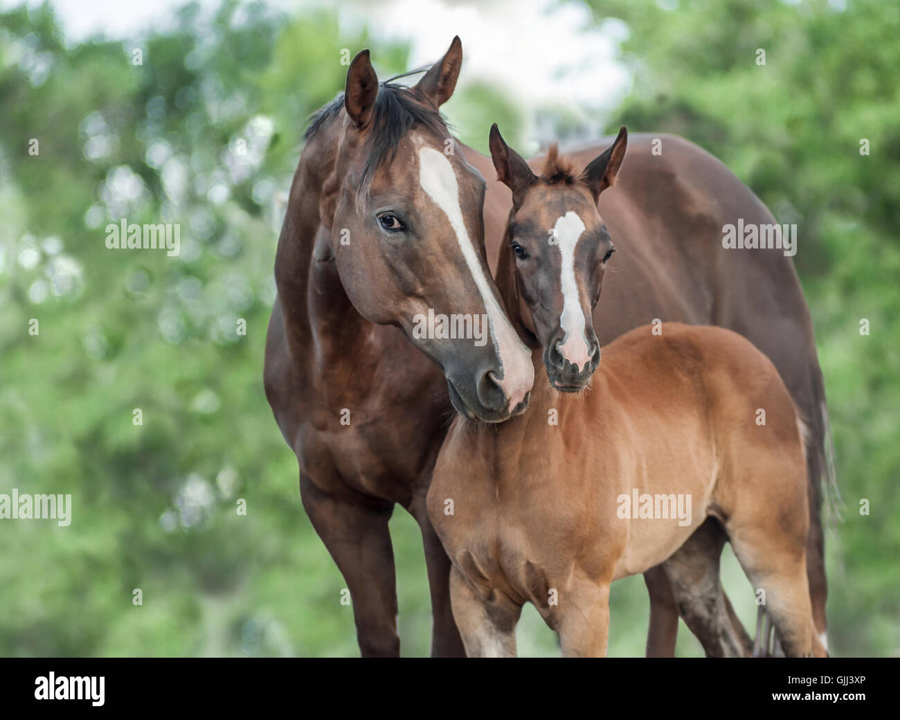 Appaloosa, Vollblut, Quarter Horse Mix Stute und Fohlen Stockfoto