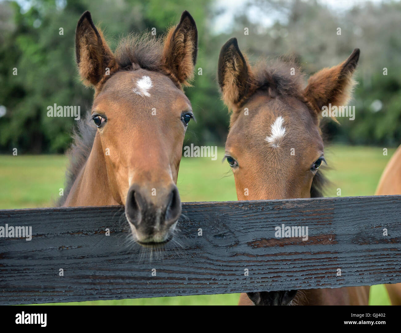 Paar neugierig Warmblut Fohlen über Zaun Stockfoto